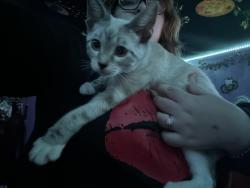 Lost Female Cat last seen Tannehill state park , McCalla, AL 35111