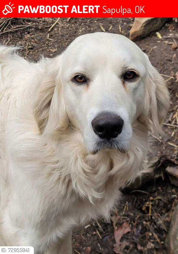 Lost Male Dog last seen S. Boyd St. & East Fairview Ave, Sapulpa, OK 74066