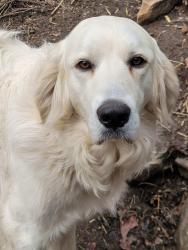 Lost Male Dog last seen S. Boyd St. & East Fairview Ave, Sapulpa, OK 74066