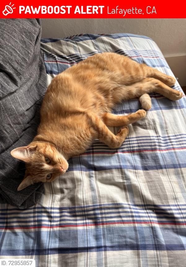 Lost Female Cat last seen st Mary’s and broadmoor, Lafayette, CA 94549