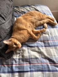 Lost Female Cat last seen st Mary’s and broadmoor, Lafayette, CA 94549