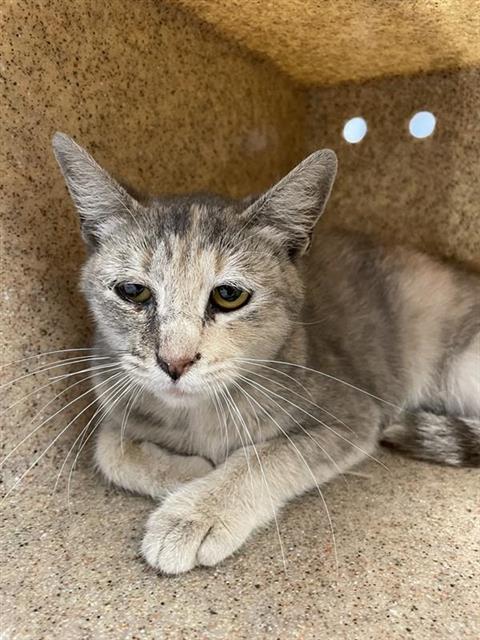 Shelter Stray Female Cat last seen Near BLOCK E LEWIS AVE, FRESNO CA 93701 1113, Fresno, CA 93727
