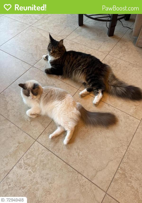 Reunited Male Cat last seen Painted Rock Pl and American River Canyon dr, Folsom, CA 95630