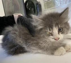 Shelter Stray Female Cat last seen Near BLOCK E NORWICH AVE, FRESNO CA 93726 2323, Fresno, CA 93727