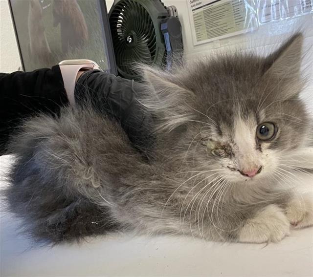 Shelter Stray Female Cat last seen Near BLOCK E NORWICH AVE, FRESNO CA 93726 2323, Fresno, CA 93727