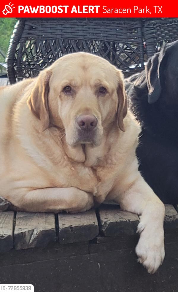 Lost Male Dog last seen Lakecrest & Texas Army Trail, Cypress, TX, Saracen Park, TX 77429