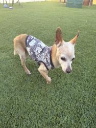 Found/Stray Male Dog last seen Lochleven and grand , Glendora, CA 91741