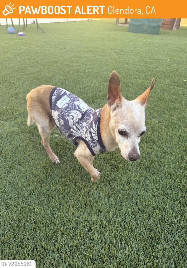 Found/Stray Male Dog last seen Lochleven and grand , Glendora, CA 91741