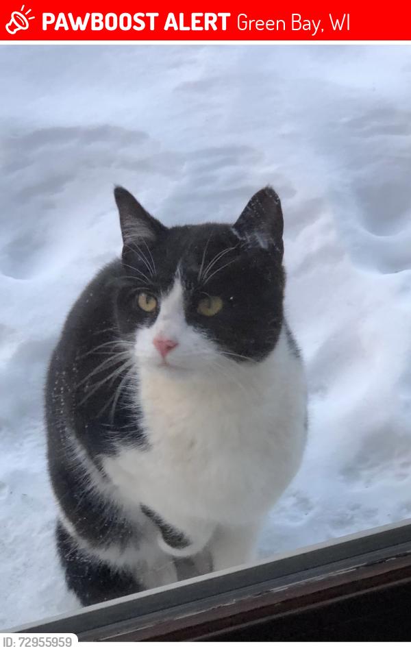 Lost Female Cat last seen Near S Ridge Road Green Bay WI 54304, Green Bay, WI 54304