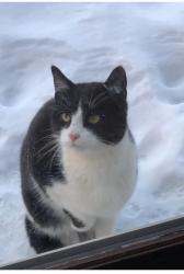 Lost Female Cat last seen Near S Ridge Road Green Bay WI 54304, Green Bay, WI 54304