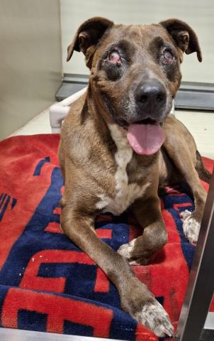 Shelter Stray Female Dog last seen Near BLOCK BEAR MOUNTAIN BLVD, ARVIN CA 93203, Bakersfield, CA 93308