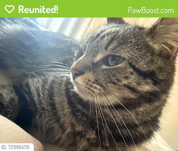 Reunited Male Cat last seen High Spen, High Spen, England NE39