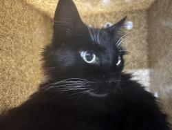Shelter Stray Female Cat last seen Near BARREL CACTUS ST, MOJAVE CA 93501, Bakersfield, CA 93308