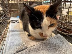 Shelter Stray Female Cat last seen , Tucson, AZ 85745