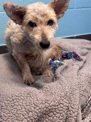 Shelter Stray Female Dog last seen 19TH AVE AND BELL, Phoenix, AZ 85008