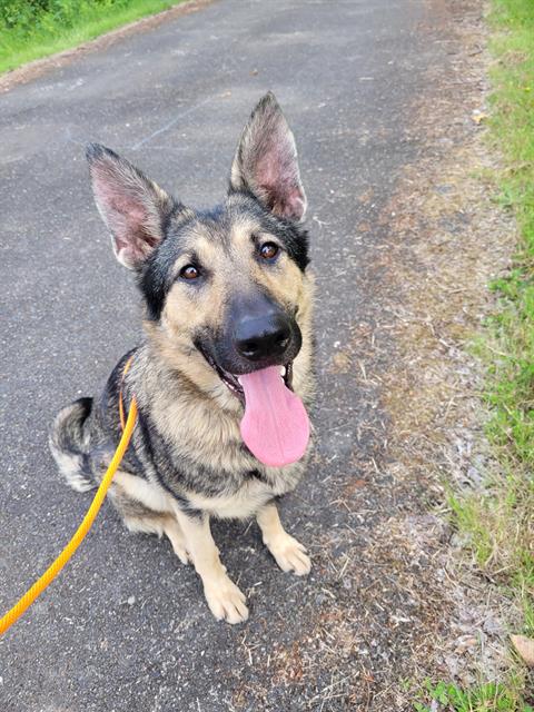 Shelter Stray Female Dog last seen Near BLOCK 122ND PL SE, KENT WA 98031, Kent, WA 98032
