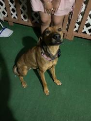 Reunited Female Dog last seen Near 25th St E, Lancaster, CA 93535, USA, Lancaster, CA 93535