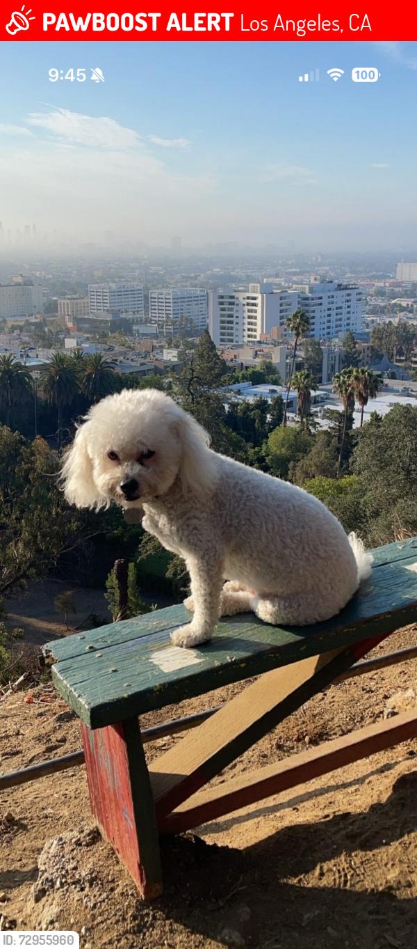 Lost Male Dog last seen Near Velasco at , Los Angeles, CA 90063