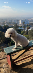 Lost Male Dog last seen Near Velasco at , Los Angeles, CA 90063