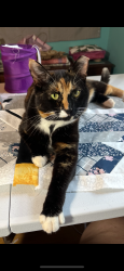 Lost Female Cat last seen Near Fox Ridge Drive/ Del Webb/ 96 area, Murfreesboro, TN 37128
