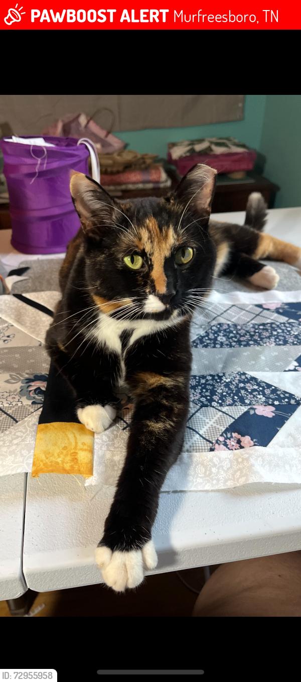 Lost Female Cat last seen Near Fox Ridge Drive/ Del Webb/ 96 area, Murfreesboro, TN 37128