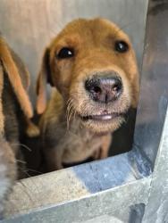 Shelter Stray Female Dog last seen Near BLOCK QUINTANA, San Antonio, TX 78227