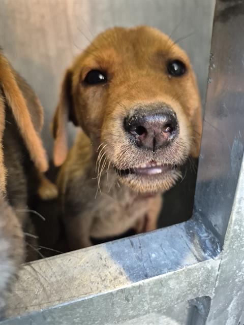Shelter Stray Female Dog last seen Near BLOCK QUINTANA, San Antonio, TX 78227