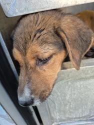 Shelter Stray Female Dog last seen Near BLOCK QUINTANA, San Antonio, TX 78227