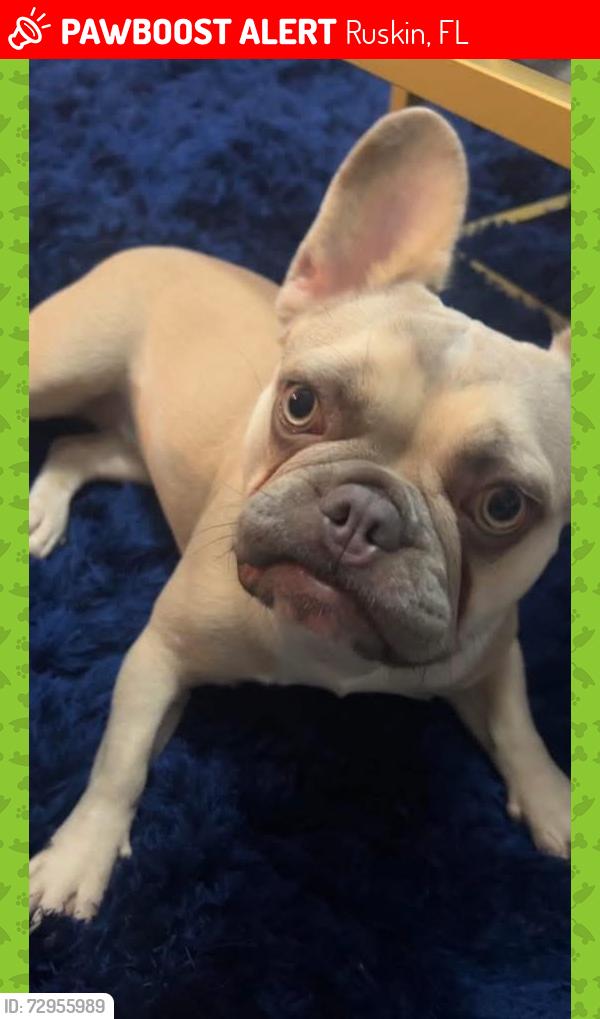 Lost Female Dog last seen S cove , Ruskin, FL 33570