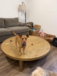 Found/Stray Unknown Dog last seen Near San Vicente & Pico, Los Angeles, CA 90019