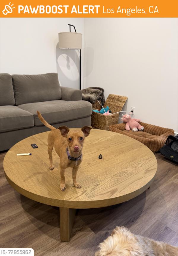 Found/Stray Unknown Dog last seen Near San Vicente & Pico, Los Angeles, CA 90019