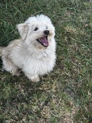 Found/Stray Male Dog last seen 115th and SIMMs, Inglewood, CA 90303