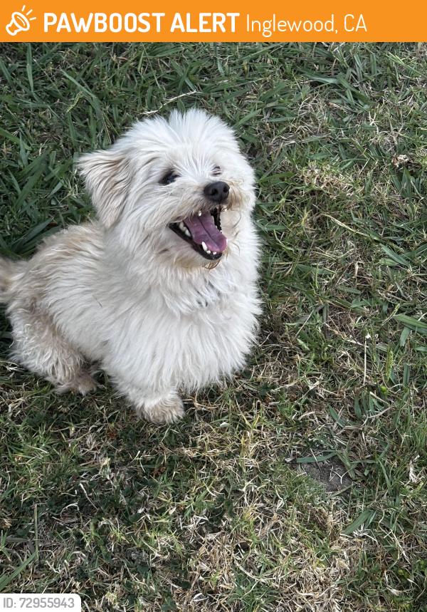 Found/Stray Male Dog last seen 115th and SIMMs, Inglewood, CA 90303