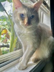 Lost Male Cat last seen Adella Ave & Duncan Way, South Gate, CA 90280