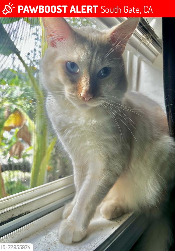 Lost Male Cat last seen Adella Ave & Duncan Way, South Gate, CA 90280