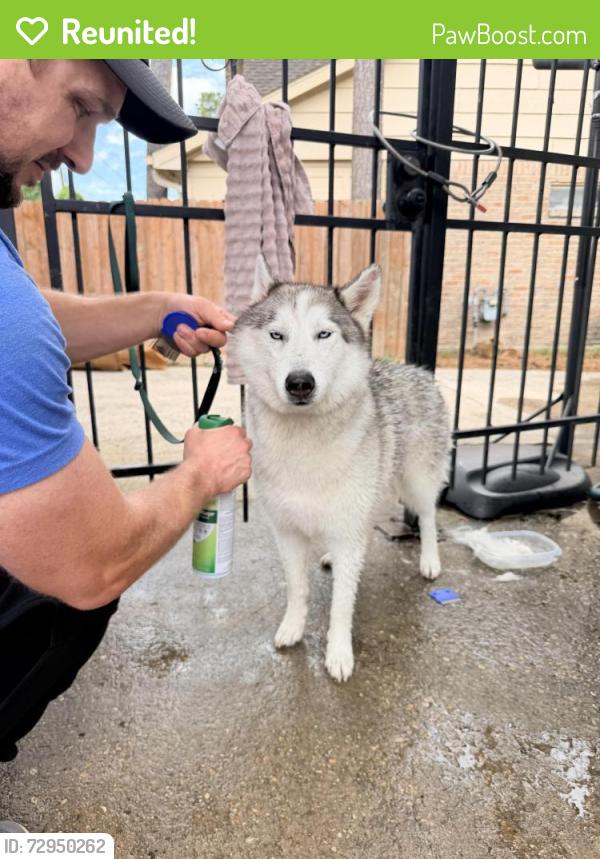 Reunited Female Dog last seen Shadow Valley Dr. , Harris County, TX 77379