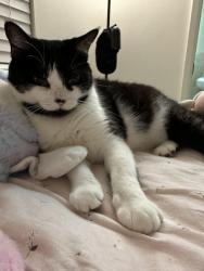 Lost Female Cat last seen Red Hawk Rd and Beverly Dr, Walnut, CA 91789