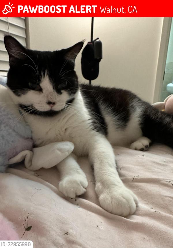 Lost Female Cat last seen Red Hawk Rd and Beverly Dr, Walnut, CA 91789