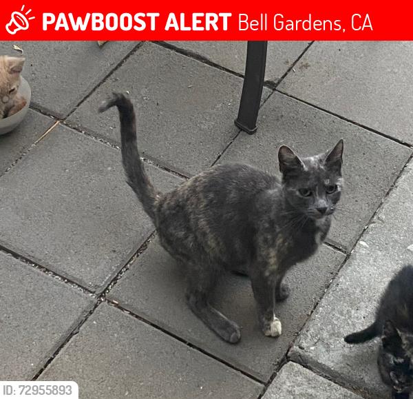 Lost Female Cat last seen Granger Ave, Bell Gardens, CA, Bell Gardens, CA 90201