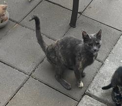 Lost Female Cat last seen Granger Ave, Bell Gardens, CA, Bell Gardens, CA 90201