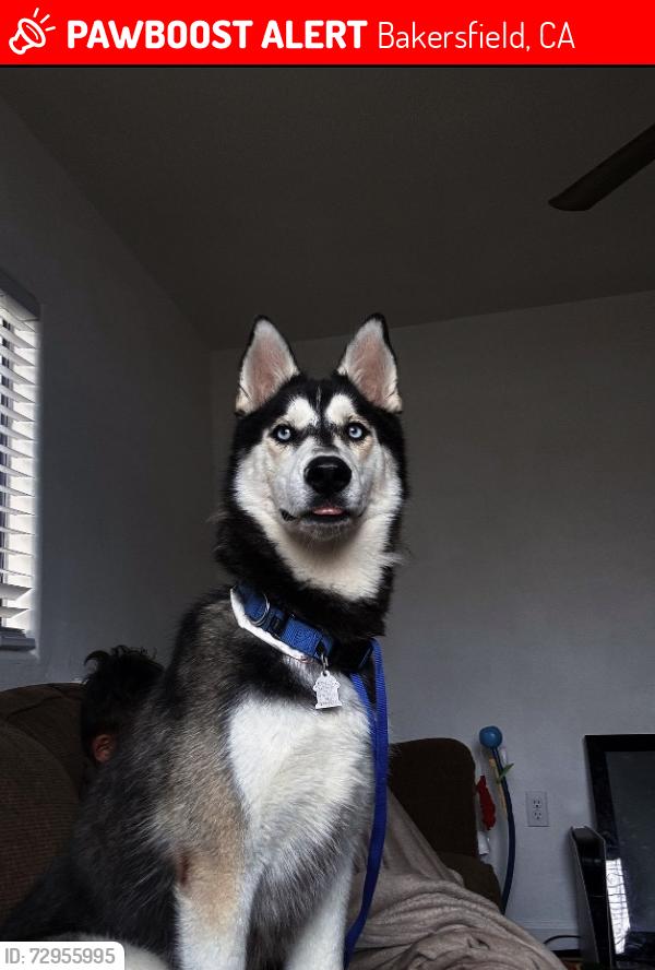 Lost Female Dog last seen California avenue Bakersfield ca , Bakersfield, CA 93301