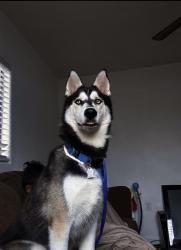Lost Female Dog last seen California avenue Bakersfield ca , Bakersfield, CA 93301