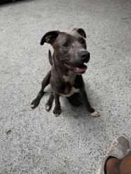 Found/Stray Female Dog last seen NE 23rd and Kelly, Oklahoma City, OK 73121