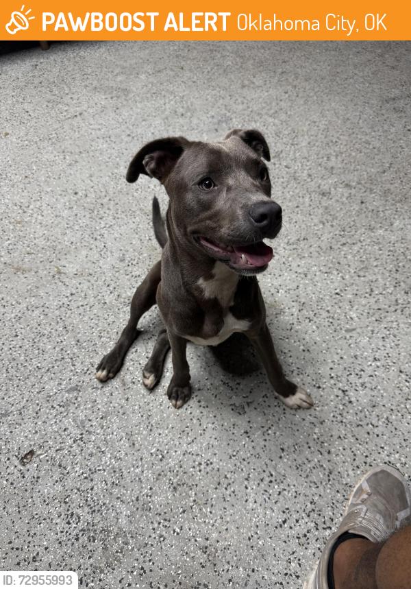 Found/Stray Female Dog last seen NE 23rd and Kelly, Oklahoma City, OK 73121