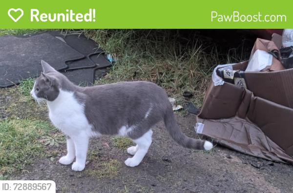 Reunited Male Cat last seen Mullinex, Olalla, WA 98359