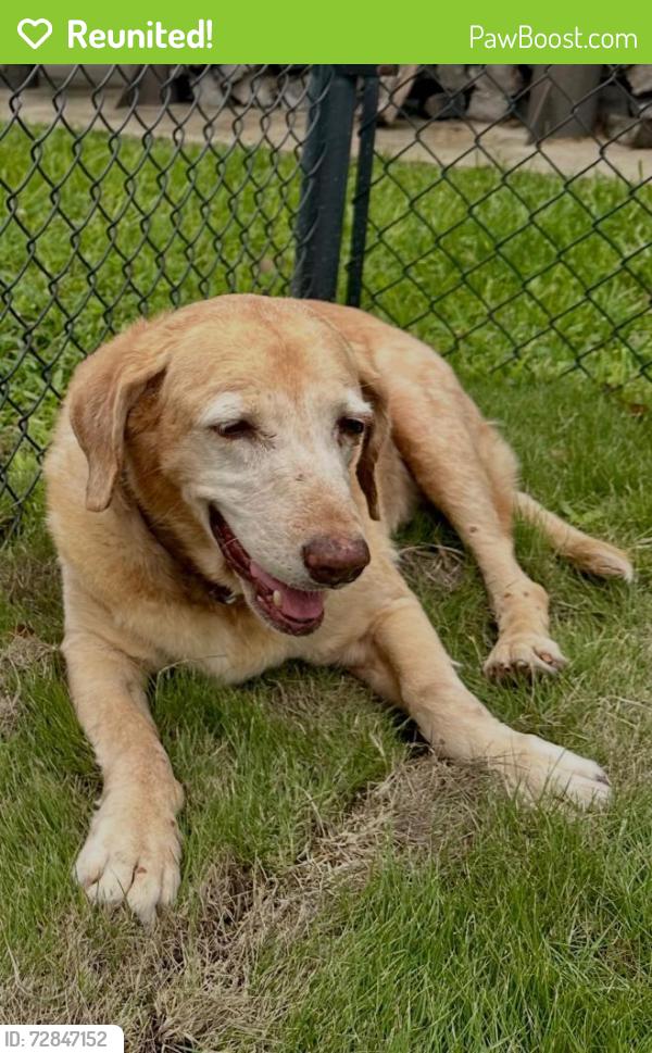 Reunited Female Dog last seen Peninsula Road, Whitehouse, TX 75791