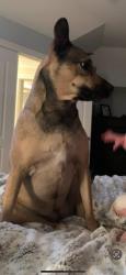 Reunited Female Dog last seen Fire station off Bowes , Elgin, IL 60124