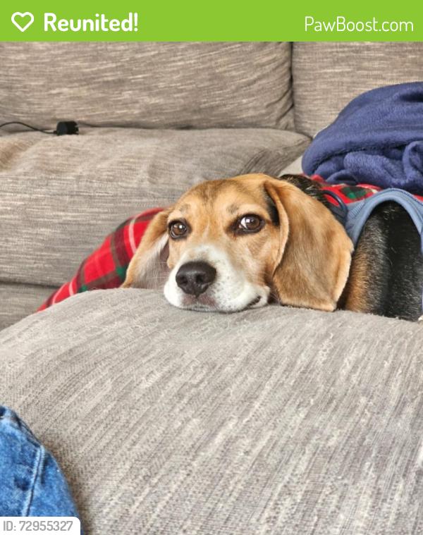 Reunited Male Dog last seen Near West Laura St, Rogers, AR 72758