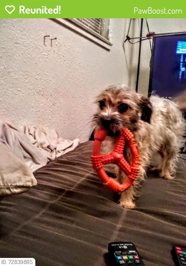 Reunited Female Dog last seen Blackstone and Herndon , Fresno, CA 93710