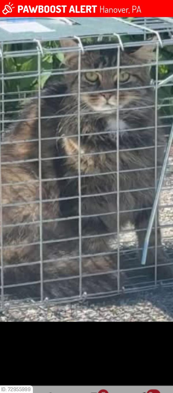 Lost Male Cat last seen Black Rose Antique Hanover Mall, Hanover, PA 17331